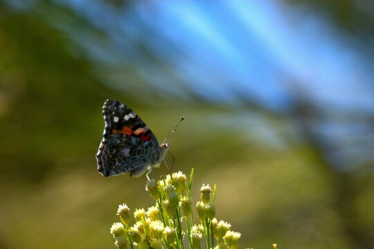 Closeup of a painted lady butterfly on wildflowers in a field with a blurry background