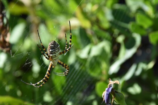 Closeup of a banded garden spider on the web in a field under the sunlight with a blurry background