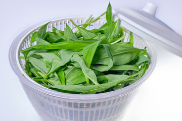 young leaves of wild garlic contain many useful vitamins and microelements