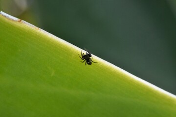 Closeup of a baby spider on a green leaf in a field under the sunlight