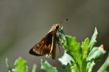 Closeup of a whirlabout on green leaves in a field under the sunlight with a blurry background