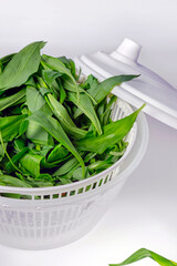 centrifuge with washed young leaves of wild garlic on a white background