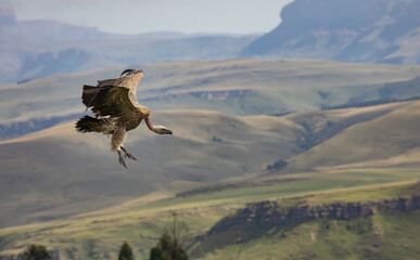 Cape Vulture, coming in for a landing