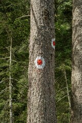 Fototapeta premium Vertical closeup of a red-white marking on the tree trunk green trees background