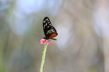 Tiger Longwing Golden Helicon butterfly Heliconius, Costa Rica