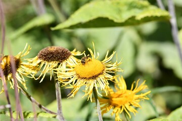 Closeup shot of yellow windflowers and a bee on it in the blurred background.