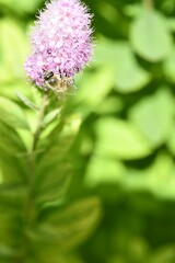 Vertical closeup of a bumblebee pollinating a bridewort growing in a shrub on a sunny day