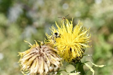 Closeup of a bumblebee pollinating a bighead knapweed growing in a garden on a sunny day - obrazy, fototapety, plakaty