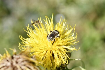 Closeup of a bumblebee pollinating a bighead knapweed growing in a garden on a sunny day - obrazy, fototapety, plakaty