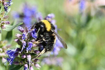 Closeup of a bumblebee pollinating a Hyssop flower growing in a garden on a sunny day