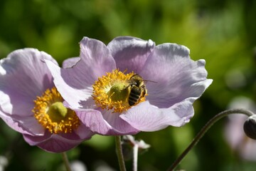 Closeup of a bumblebee pollinating a Japanese anemone growing in a garden on a sunny day