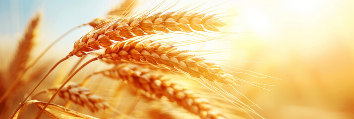 Golden Wheat Field at Sunset: Harvest Season Close-Up