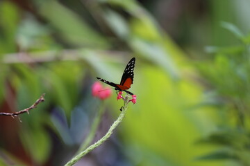 Tiger Longwing Golden Helicon butterfly Heliconius, Costa Rica