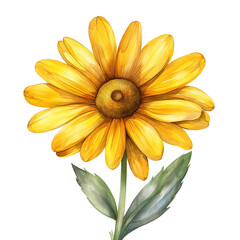 Watercolor painting of yellow daisy flower isolated on transparent background.