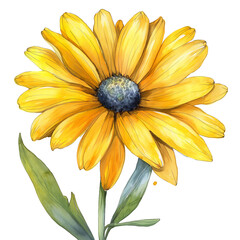 Watercolor painting of yellow daisy flower isolated on transparent background. - obrazy, fototapety, plakaty