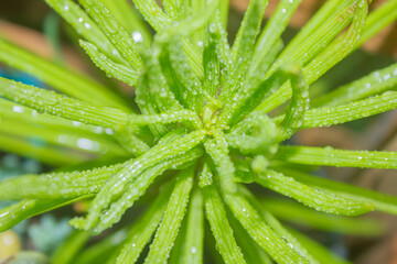 Green basil plant growing in the vegetable garden. Close-up.