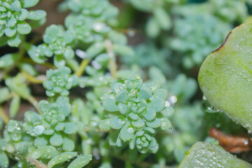  small green leaves with water drops after rain.
