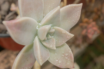 Succulent plant with water droplets on the petals.