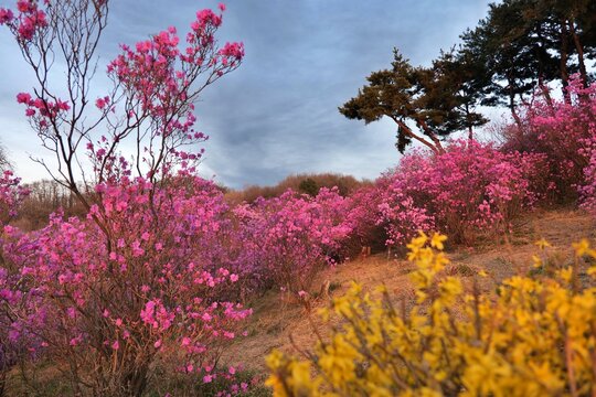 나무, 가을, 네이처, sky, 나뭇잎, 가을, 경관, 나무, blue, green, yellow, 계절, 나무, 나뭇잎, 봄, 공원, 변색, 목초, red, 식물, beautiful, 아웃도어, 단풍, flower, 미