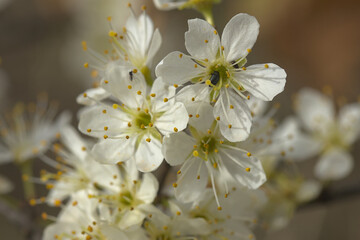 cherry blossoms on a branch taken from close up