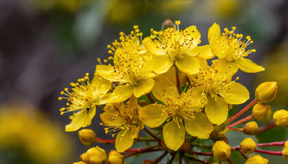Close up Yellow flowers of St. John's wort (Hypericum), hawthorn bush.