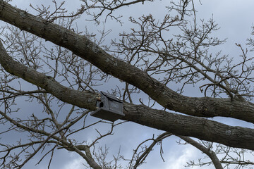 bird feeder on a tree branch