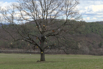 tree in the meadow with many feeders for birds