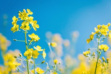 Obraz premium close up of yellow wild flowers on a blue sky background, spring vibe celebration
