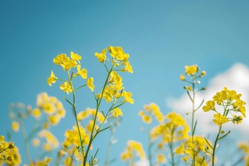 close up of yellow wild flowers on a blue sky background, spring vibe celebration