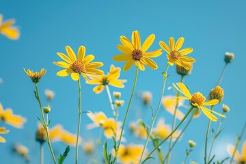 close up of yellow wild flowers on a blue sky background, spring vibe celebration