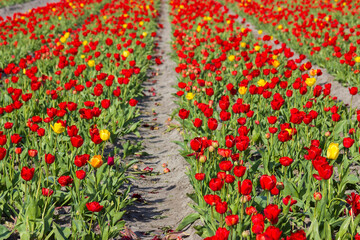tulip field in the Netherlands - red and yellow tulips - 774085284