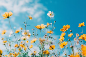 Obraz na płótnie Canvas close up of yellow wild flowers on a blue sky background, spring vibe celebration