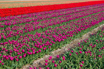 tulip field in the Netherlands - pink and red tulips - 774085407