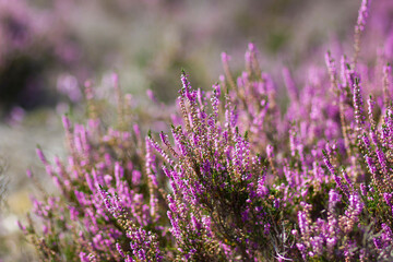 Blooming heather in National Park Maasduinen in the Netherlands - 774085443