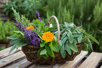 Freshly harvested herbs in a basket on a table
