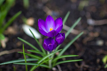 crocus flowers in the garden -  spring flowers - soft focus - 774085649