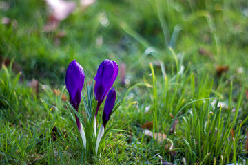 crocus flowers in the garden -  spring flowers - 774085699