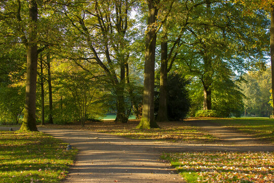 Old trees in the park, castle Moyland, Weeze, Germany