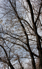 Naklejka premium Multiple branches of cherry trees mainly with pink buds and with few cherry blossoms background, leafless cherry tree branches in a start of blooming season against the blue sky