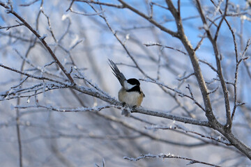 mésange à tête noire sur une branche dans la forêt en hiver - 774086032