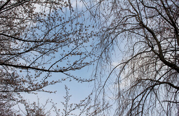 Multiple branches of two different types of cherry trees with red buds background, leafless cherry tree branches with buds against the blue sky