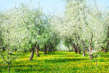 Blooming white apple trees with yellow dandelions in the orchard in spring
