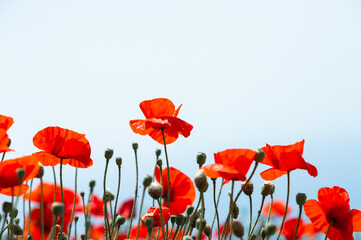 Red poppy flowers against the sky at sunrise. Summer nature background