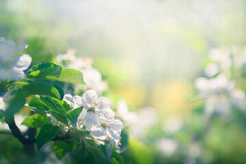 White flowers of blooming apple trees in spring. Macro image. Blurred nature background