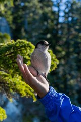 Vertical shot of the small bird sitting on the palm of someone's hand