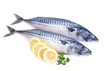 Fish mackerel isolated