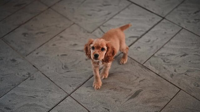 Cute curious English Cocker Spaniel puppy, pet dog standing on the floor indoors