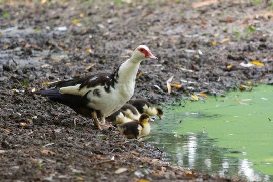 Closeup shot of a spotted goose with goslings on a lake shore