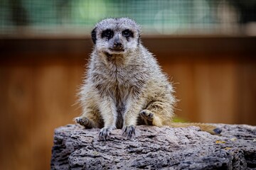 Selective focus shot of meerkat (Suricata suricatta) on a stone in the park