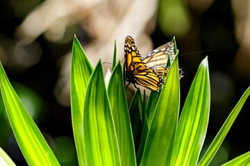 Beautiful monarch butterfly on the top of the plant leaves on a sunny day